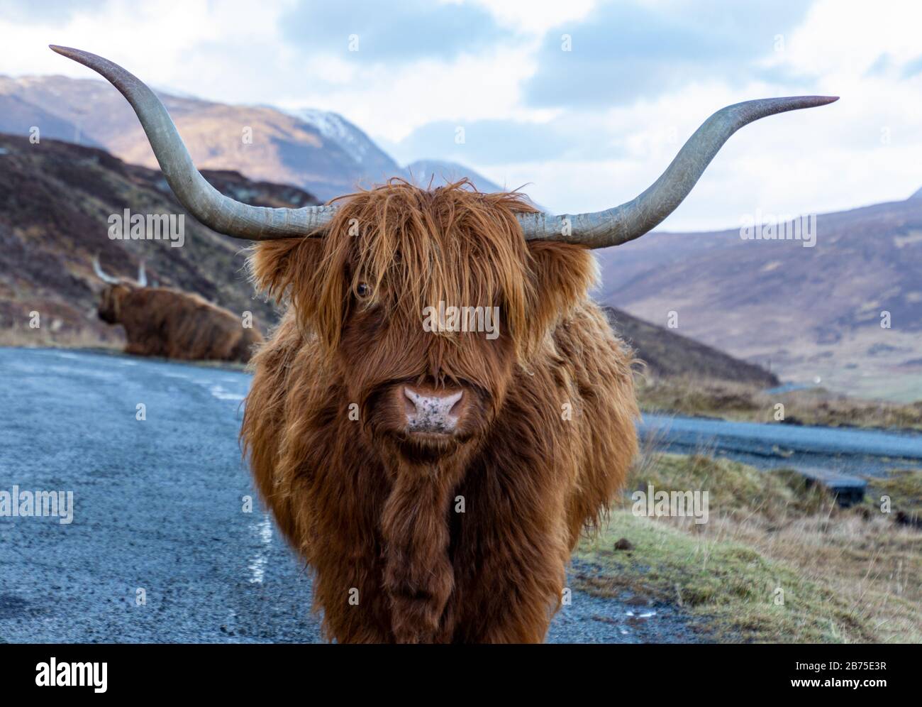 Schöne Highland Cow Stockfoto