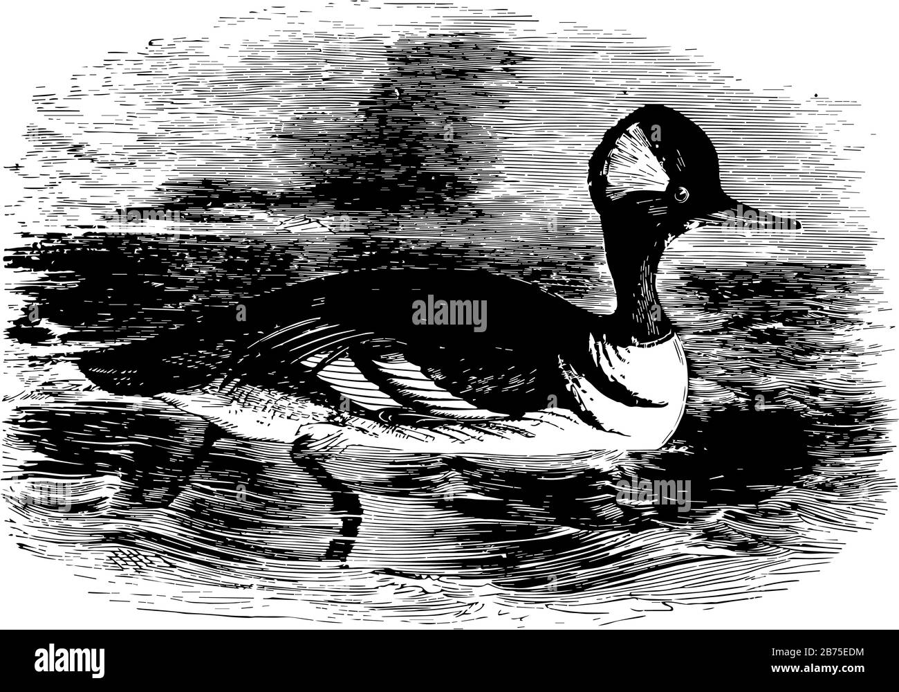 Hooded Merganser ist in Nordamerika verbreitet, Vintage-Linien-Zeichnung oder Gravier-Illustration. Stock Vektor