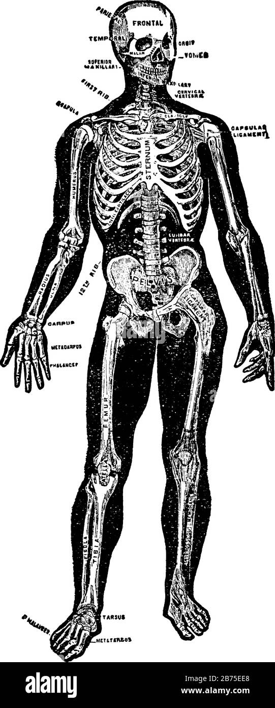 Der Rahmen von Tieren, die bei Wirbeltieren aus Knochen und Knorpel, Vintage-Linien-Zeichnung oder Gravurdarstellung bestehen. Stock Vektor