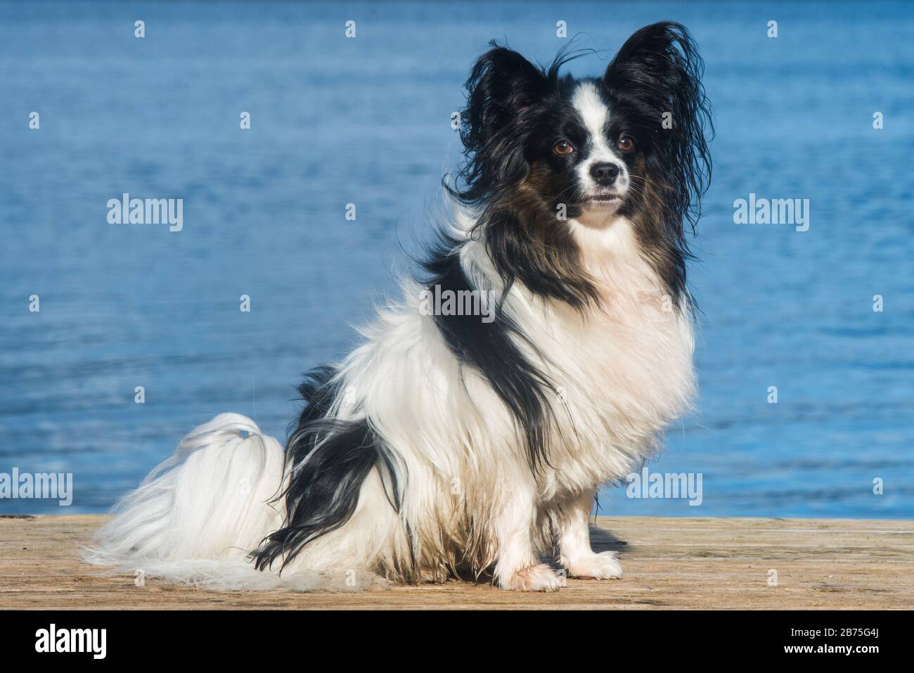 Papillon Hund weiß und brindligen Mantel an der Küste Stockfoto