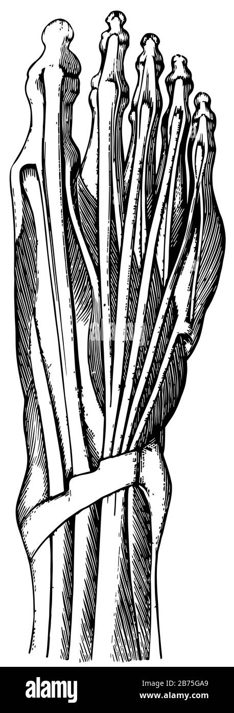Sehnen auf der Oberseite des Rechten Fußes, Vintage-Linien-Zeichnung oder Gravier-Illustration. Stock Vektor