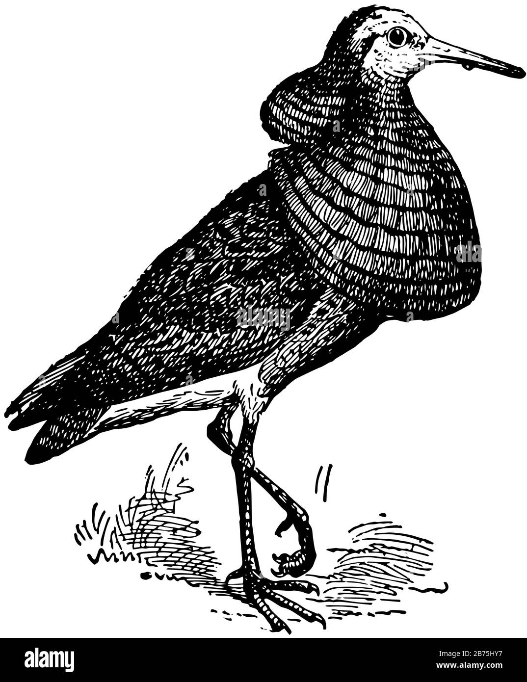 Fighting Sandpiper ist ein beliebter Name für mehrere Watvögel, Vintage-Linien-Zeichnung oder Gravier-Illustration. Stock Vektor