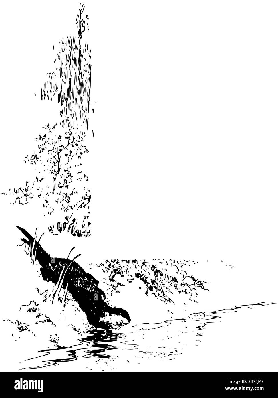 Seeotter in Wasser in diesem Bild, Vintage-Linien-Zeichnung oder Gravurzeichnung. Stock Vektor
