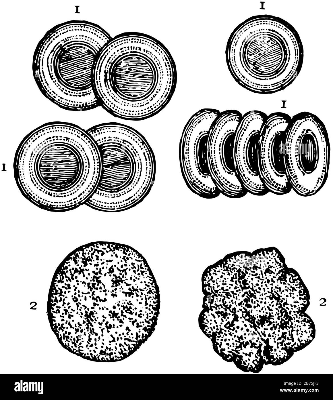 Corpuscle ist eine kleine frei schwebende biologische Zelle, Vintage-Linien-Zeichnung oder Gravurdarstellung. Stock Vektor