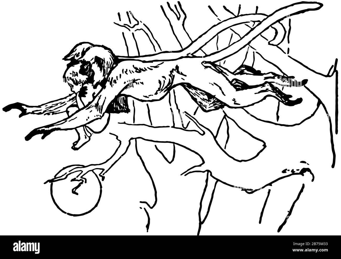 Mowgli's Brothers, dieses Bild zeigt zwei Affen, die Baby halten und von Baum, Vintage-Linie-Zeichnung oder Gravier-Illustration springen Stock Vektor