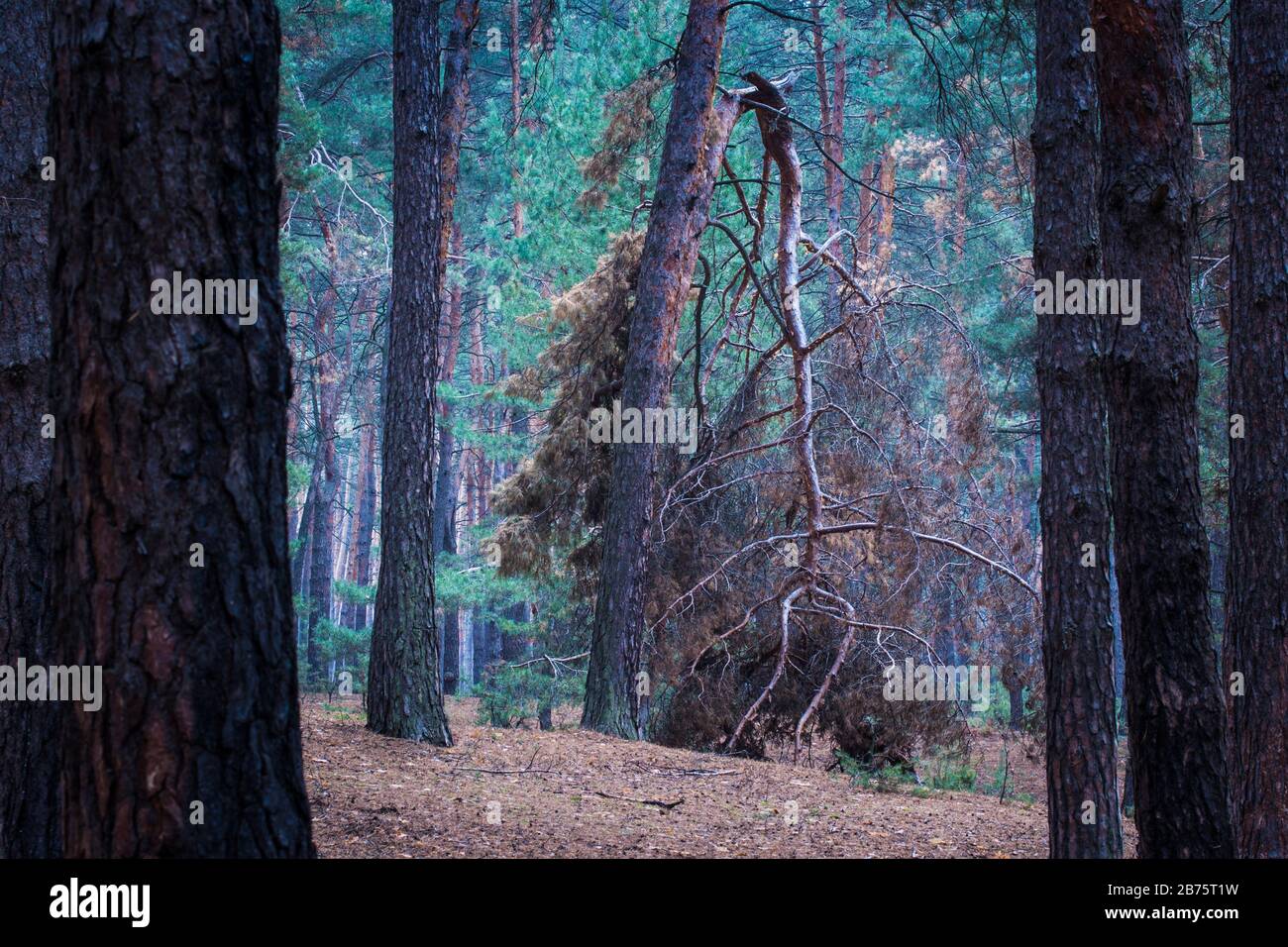 Fantastischer Blick in den mystischen Kiefernwald der herrlichen und wunderbaren Welt der Natur Stockfoto