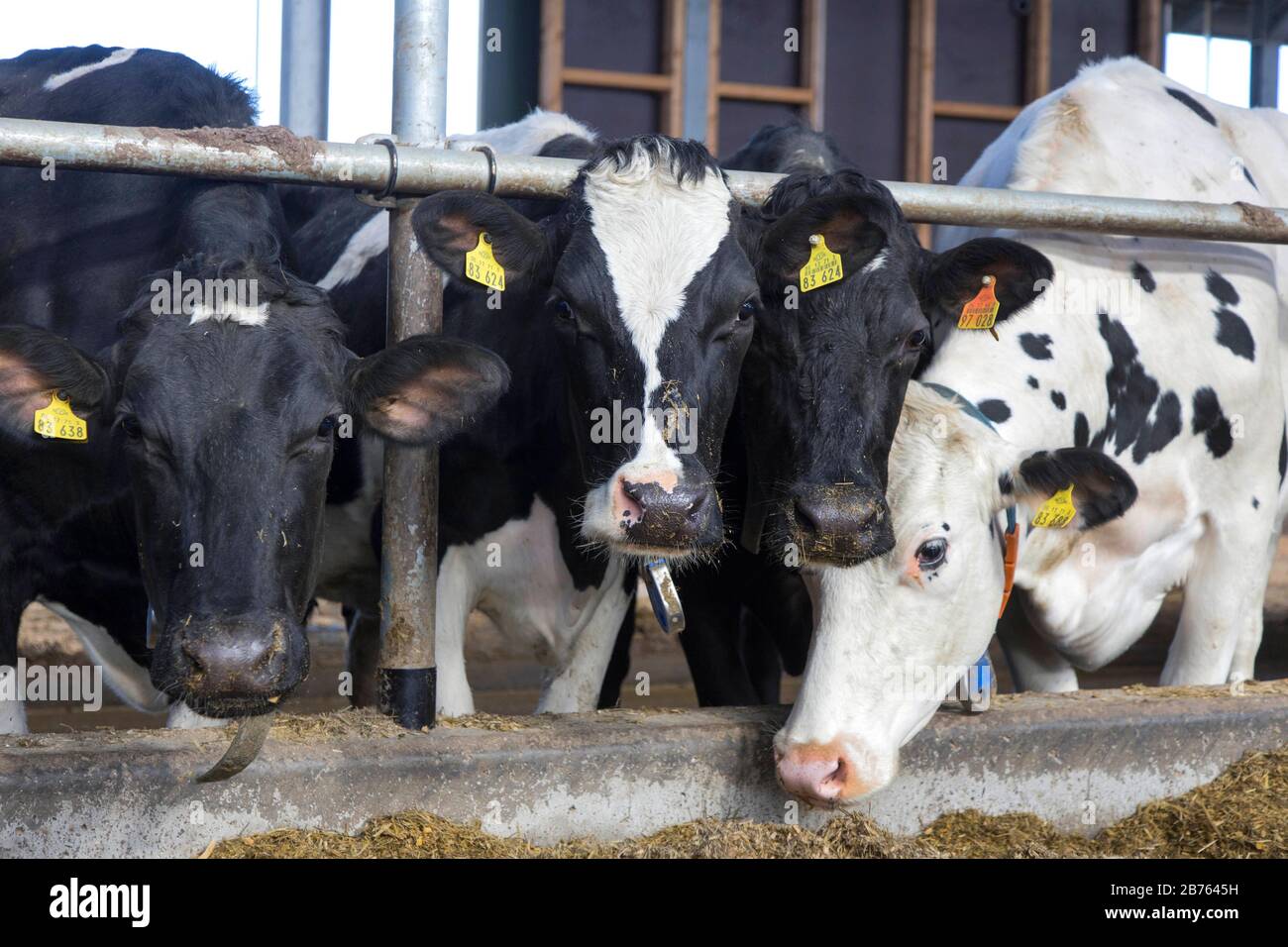 Kühe stehen am 16.03.2016 in Nauen, Brandenburg, in einer Scheune einer Milchanlage einer Molkerei. [Automatisierte Übersetzung] Stockfoto
