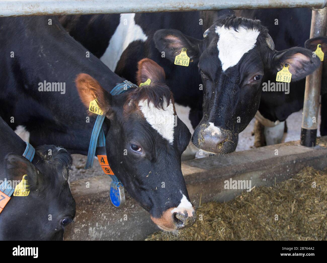 Kühe stehen am 16.03.2016 in Nauen, Brandenburg, in einer Scheune einer Milchanlage einer Molkerei. [Automatisierte Übersetzung] Stockfoto