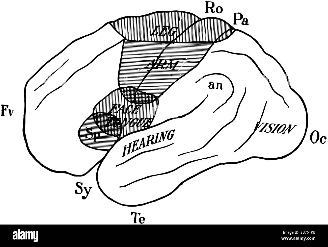 Diagramm der äußeren Oberfläche der linken Gehirnhalbkugel zur Veranschaulichung der Lokalisierung von Funktionen, Vintage-Linien-Zeichnung oder Gravierabbildung. Stock Vektor
