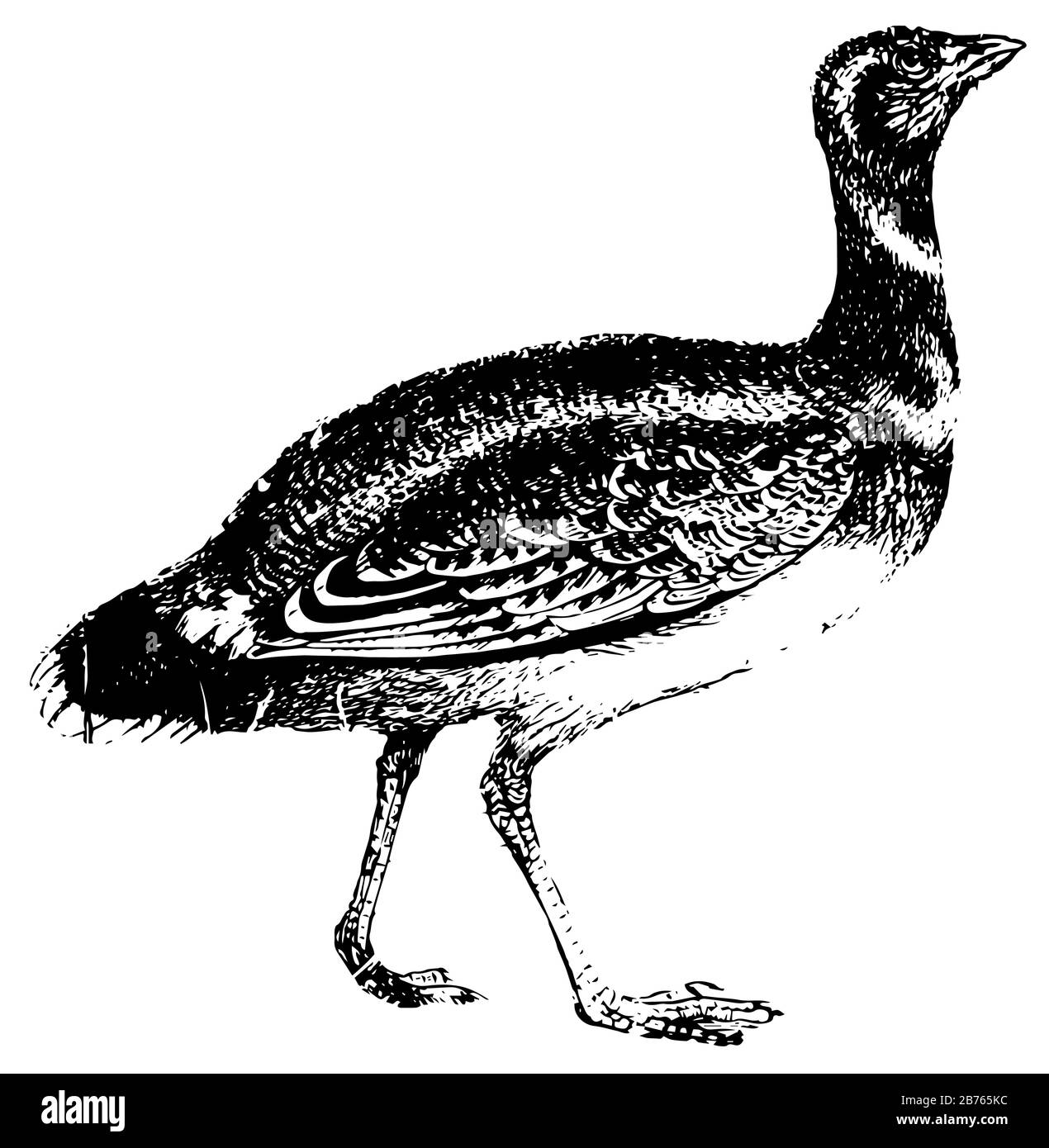 Bustard ist ein stockiger Vogel mit kräftigen Beinen, Vintage-Linien-Zeichnung oder Gravier-Illustration. Stock Vektor