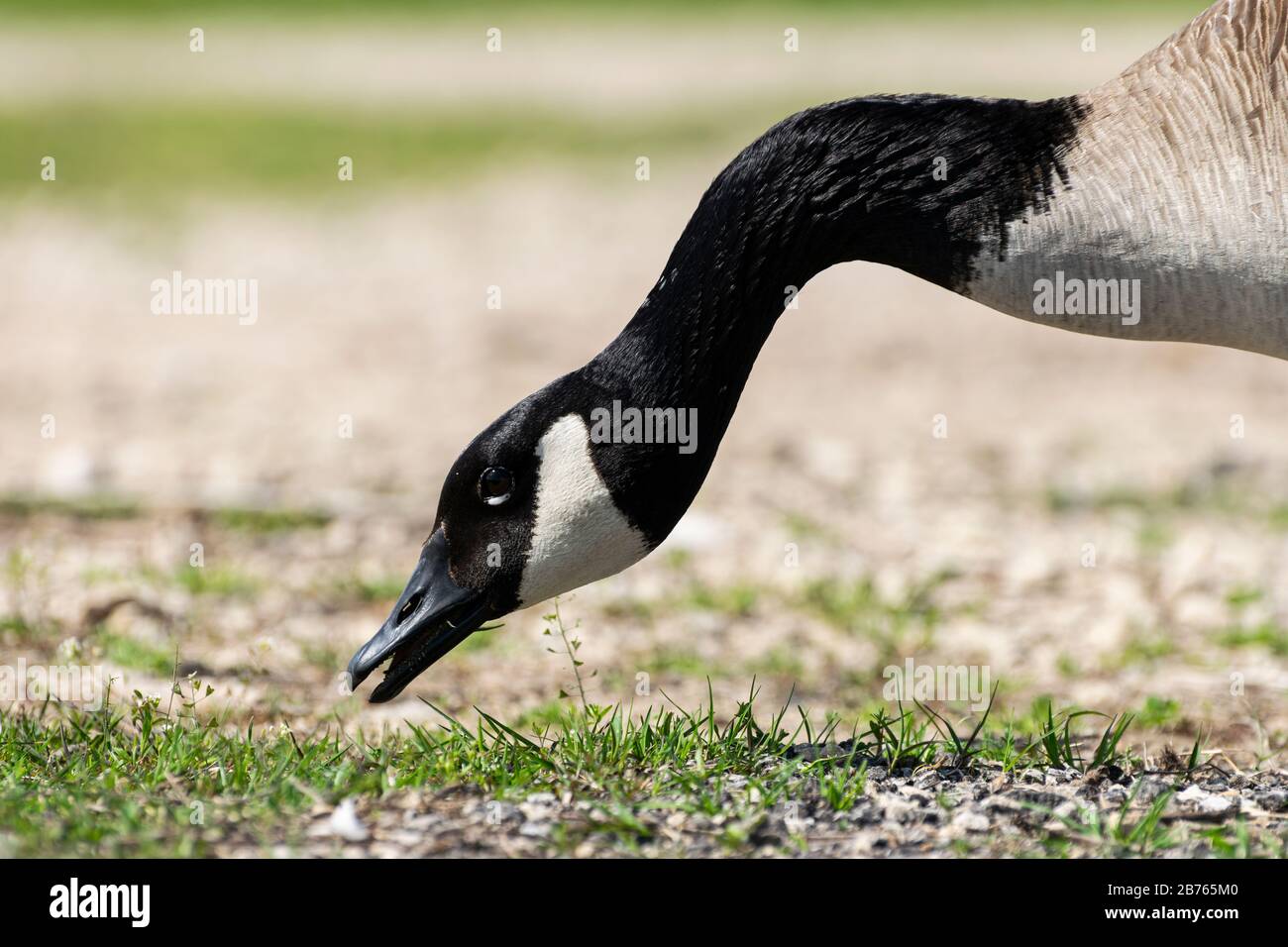 Nahaufnahme des Kopfes und langer, eleganter Hals von Canada Goose, der ausstreckt, um sich von einigen grünen Gras zu ernähren, die zwischen den Felsen an einem Seeufer verstreut sind. Stockfoto