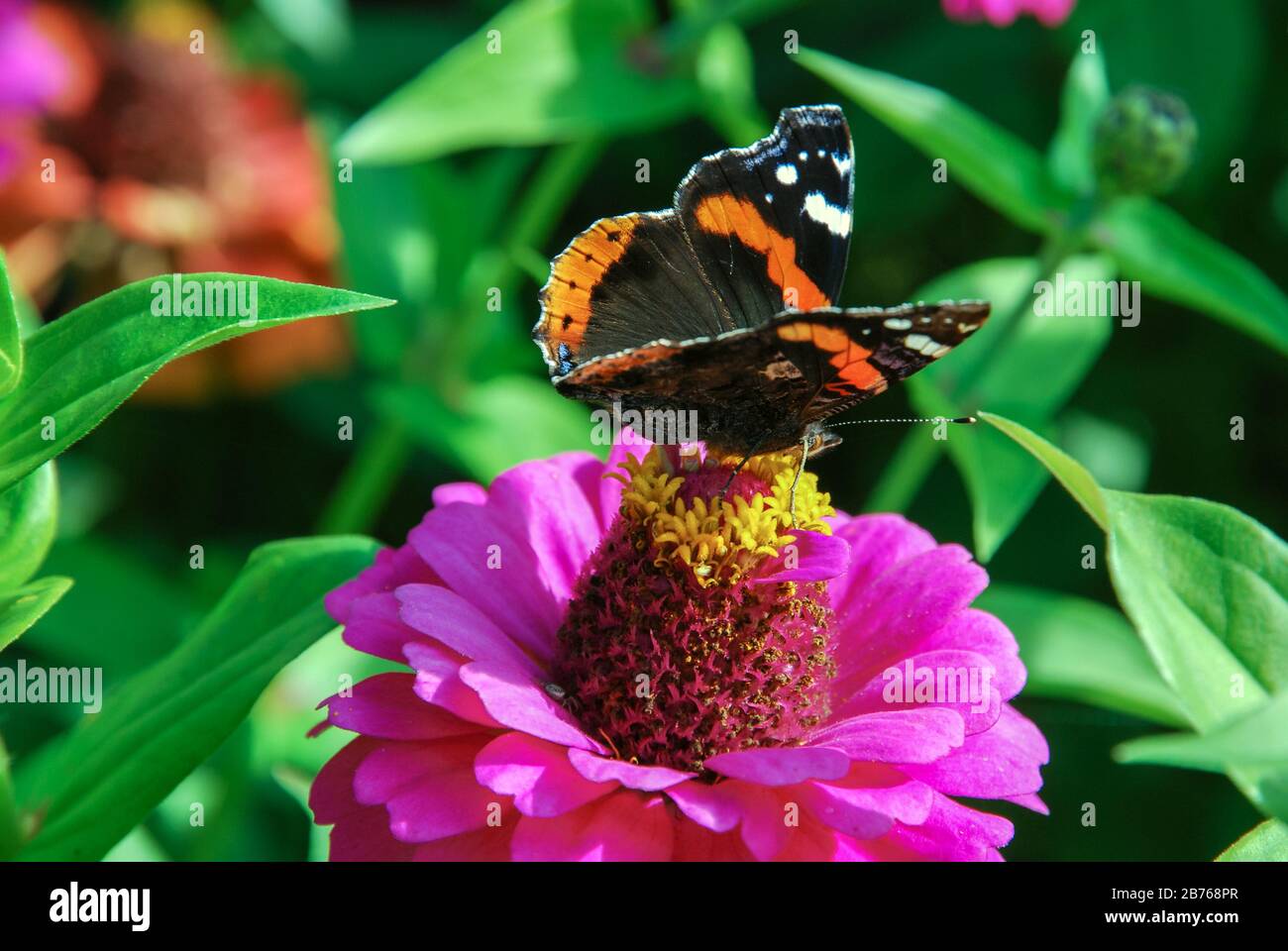 Roter Admiral (vanessa atalanta) Schmetterling auf zinnia-blume Stockfoto