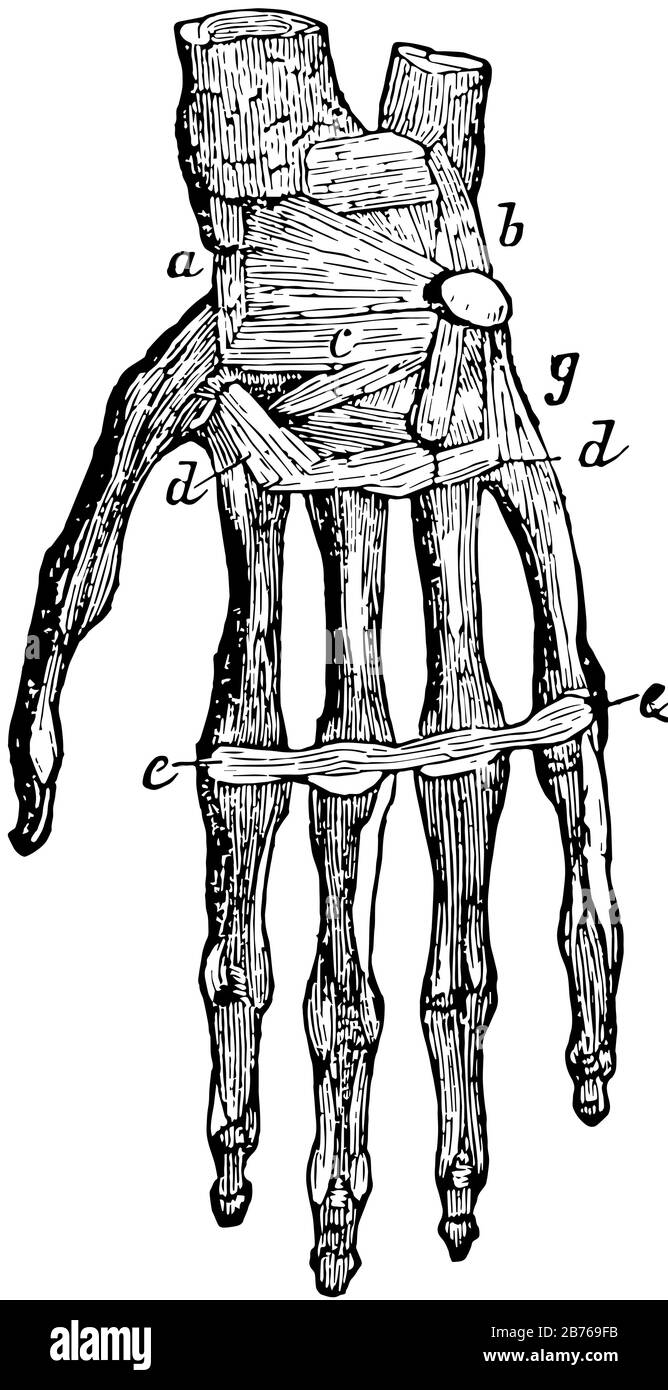 Diese Abbildung stellt Knochen und Bänder der Hand, Vintage-Linien-Zeichnung oder Gravurdarstellung dar. Stock Vektor