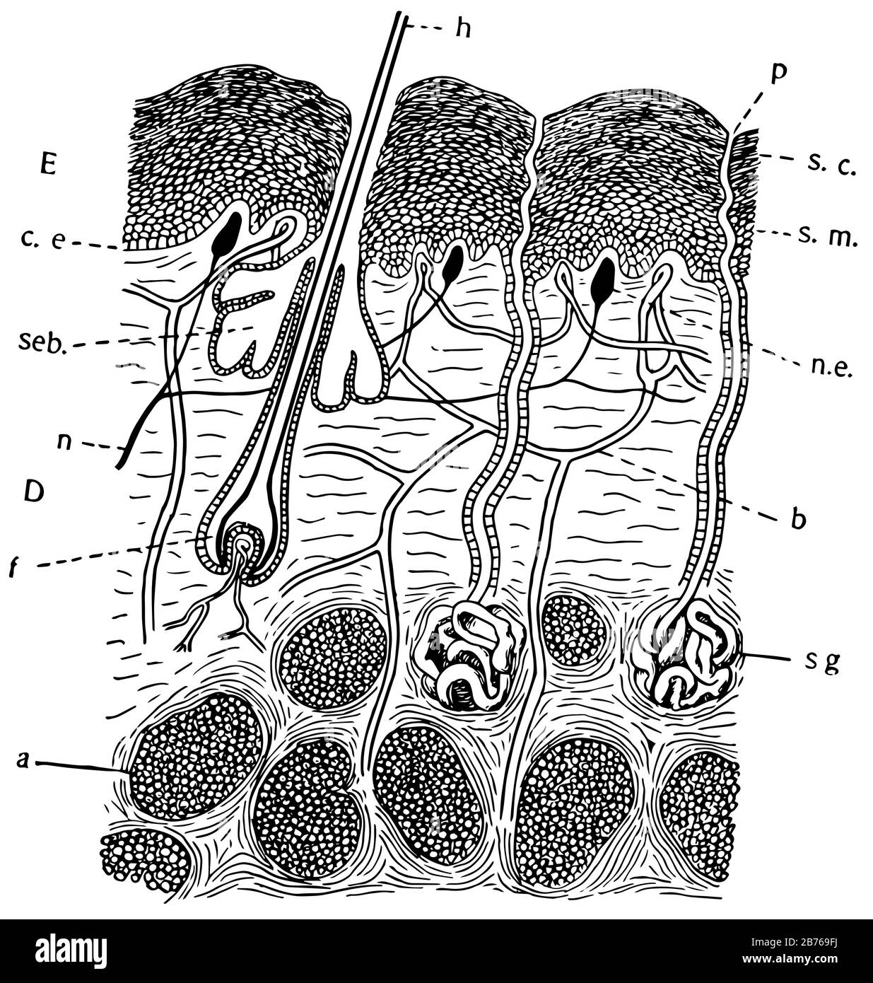 Dies ist ein Diagramm der Haut von Säugetieren, das den vielschichtigen Zustand zusammen mit Auswuchs und Einwachsen, Vintage-Zeichnung oder Überführung zeigt Stock Vektor