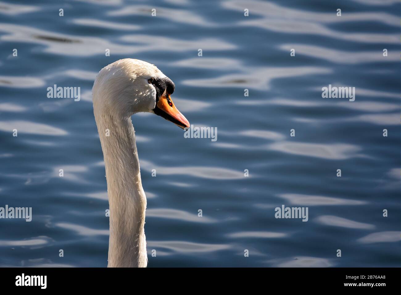 Nahaufnahme von Mute Swans Kopf und Hals vor dem Hintergrund des Sees Stockfoto