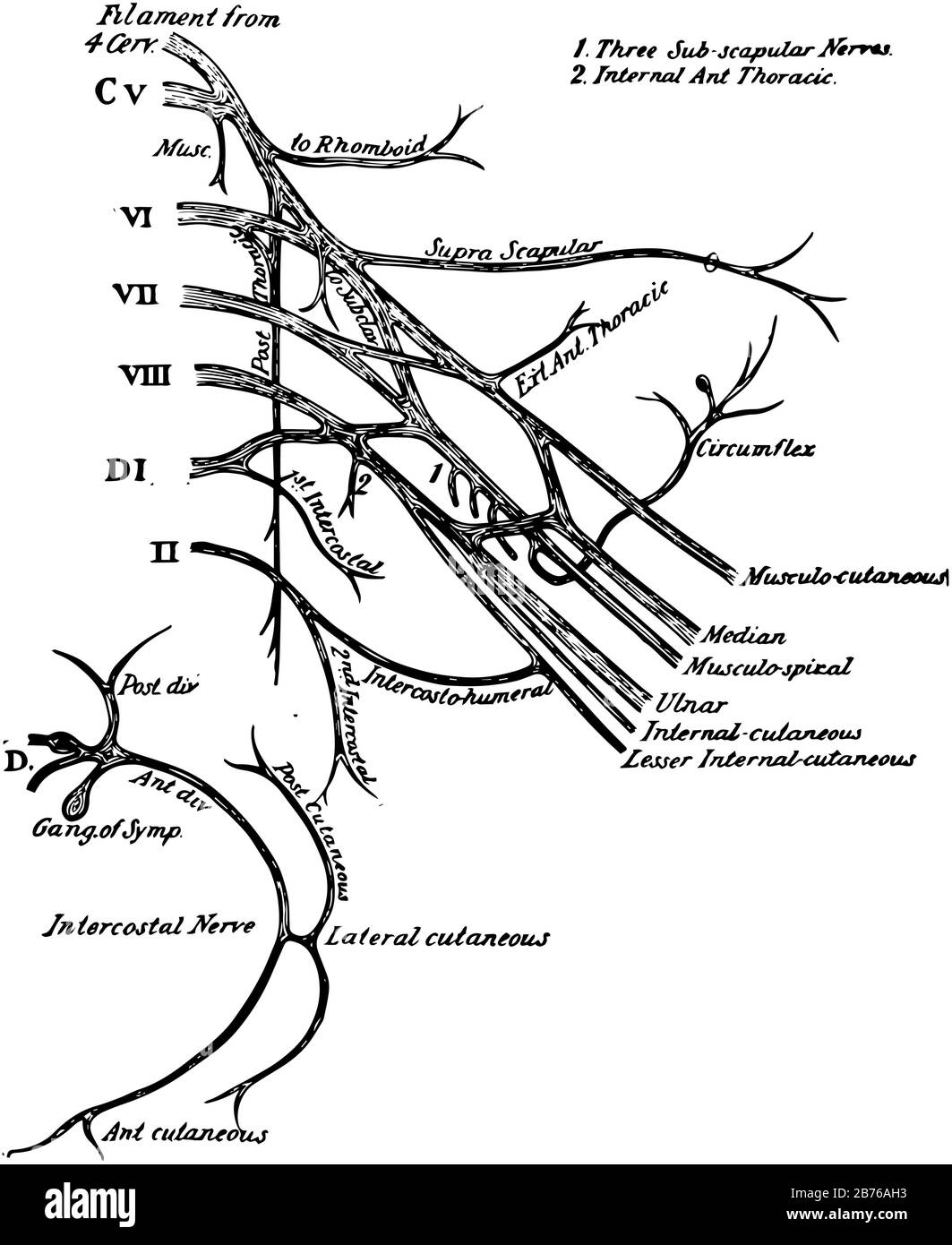Plexus brachialis Fotos und Bildmaterial in hoher Auflösung Alamy