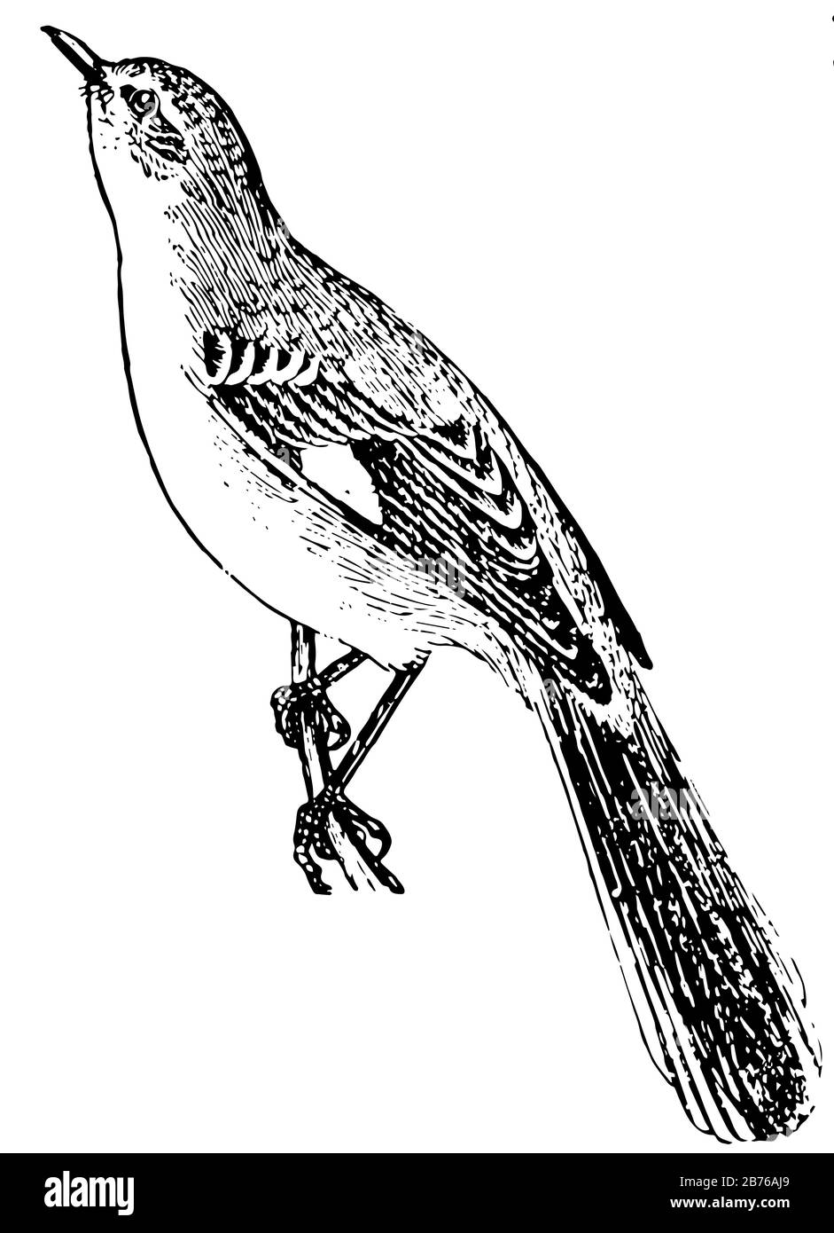 Was Ist Ein Mockingbird Mockingbird ist ein singender Vogel der Thrush-Familie, der eng mit dem
