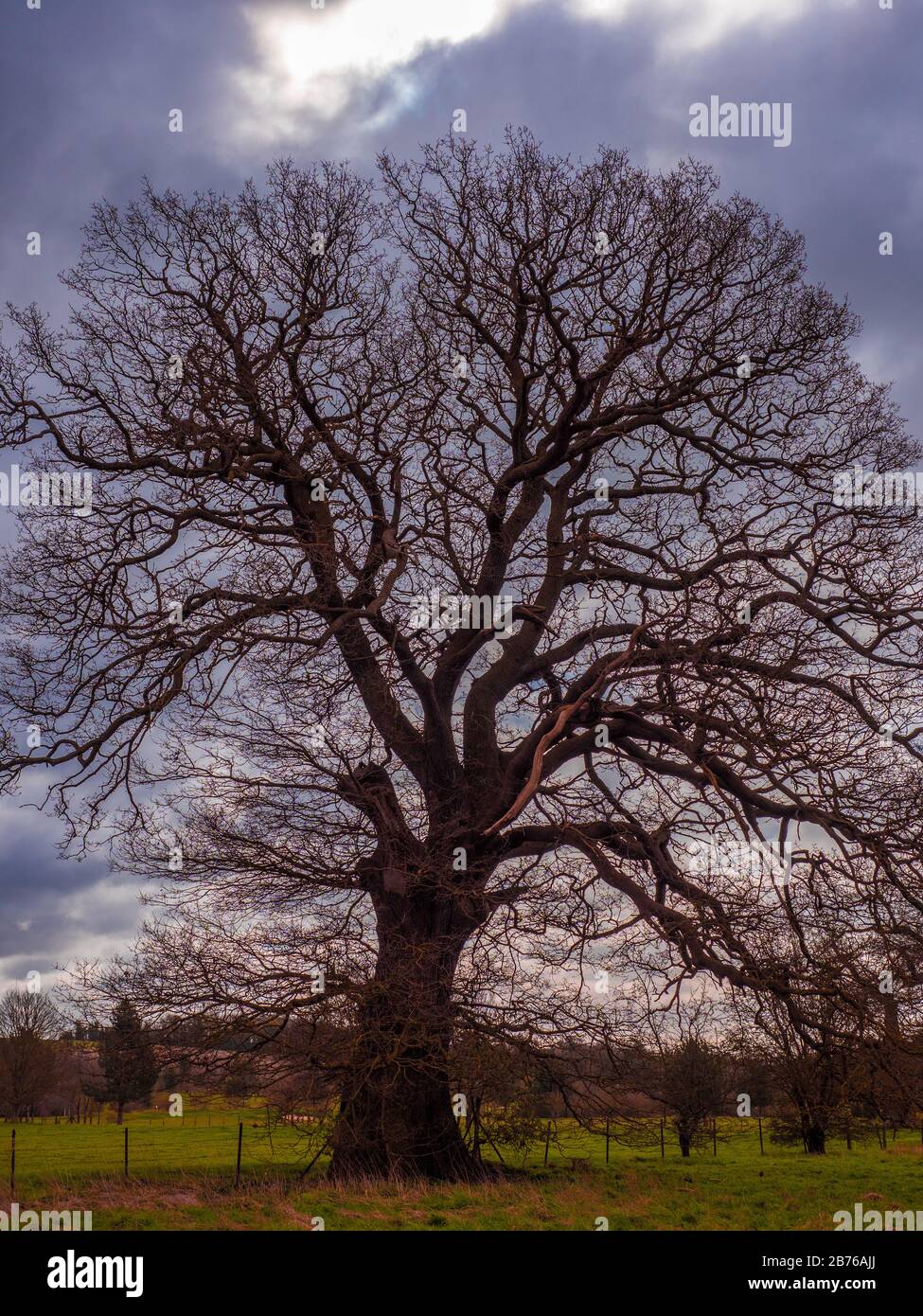Winter Oak Trees, Mongwell, Oxfordshire, England, Großbritannien, GB. Stockfoto