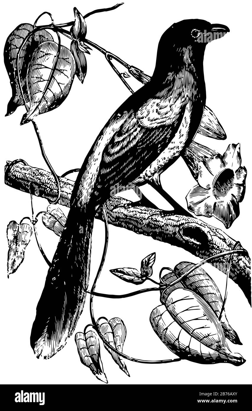 Magpie Shrike in Guayana und Brasilien, Vintage-Zeichnung oder Gravur Illustration. Stock Vektor