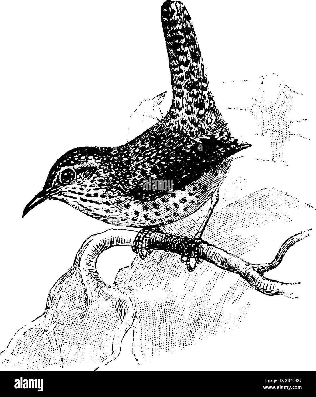 Rock Wren ist ein kleiner Vogel mit grauer, Vintage-Zeichnung oder Gravurzeichnung. Stock Vektor