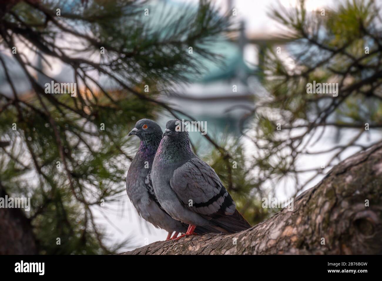 Zwei graue Tauben sitzen zusammen auf einem Baumzweig, in der Stadt Zürich. Tauben paaren sich als Liebessymbol. Stockfoto