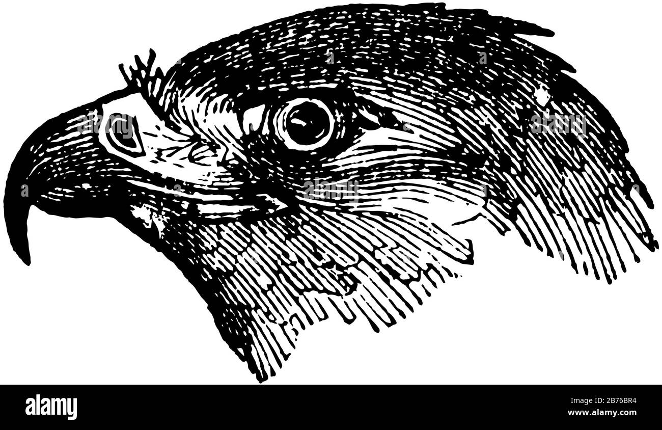 Dieses Diagramm stellt die Darstellung von Adler-Kopf, Vintage-Linie oder Gravur dar. Stock Vektor