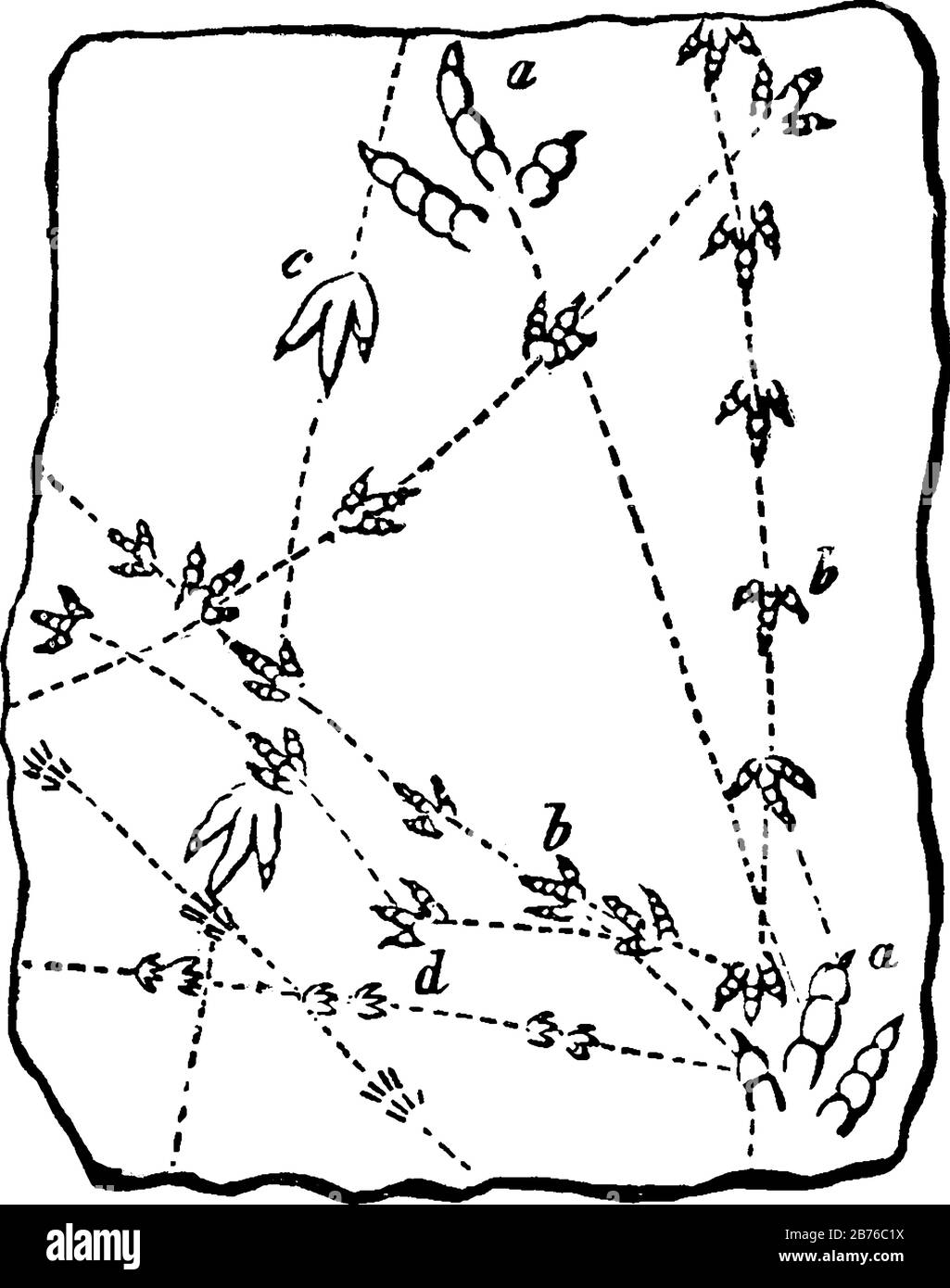 Spuren, auf denen die drei geodeten Spuren von Vögeln und Reptilien, Vintage-Linien-Zeichnung oder Gravier-Illustration zu sehen sind. Stock Vektor