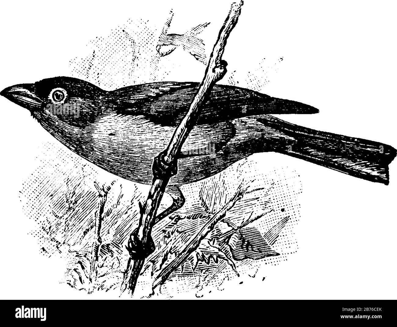 Rose Throated Tanager ist ein in den Vereinigten Staaten heimischer Vogel, Vintage Line Drawing oder Gravur Illustration. Stock Vektor