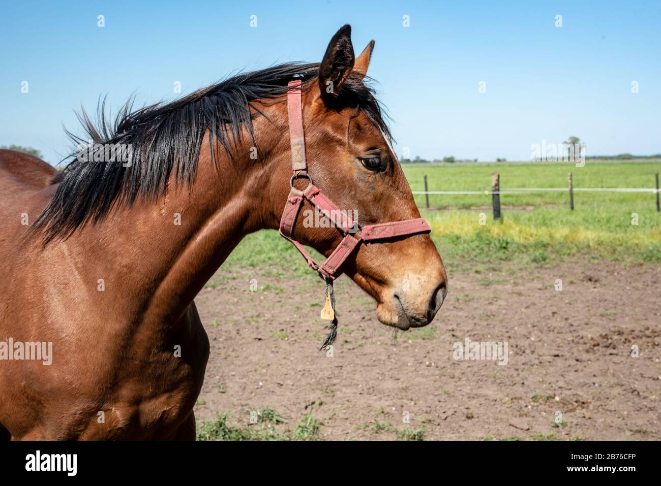 Rotes Pferd mit schwarzen langen Rosshaaren in einem Staubfeld gegen einen blauen Himmel Stockfoto
