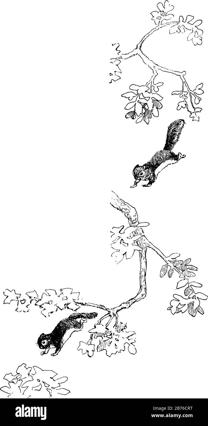 Eichhörnchen springt in diesem Rahmen in Baum, Vintage-Linien-Zeichnung oder Gravier-Illustration. Stock Vektor