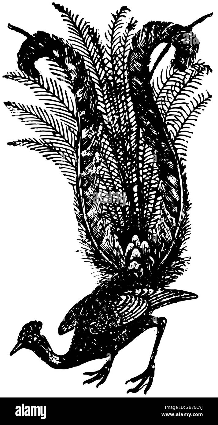 Der Lyrervogel hat die Schwanzfedern, die so angeordnet sind, dass sie wie eine Lyre, Vintage-Linie oder Gravurzeichnung aussehen. Stock Vektor