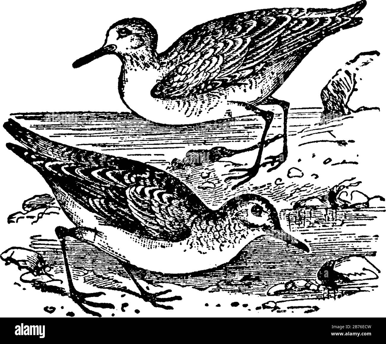 Sanderling ist eine Klasse von Watvögel der Familie Snipe, Vintage-Linien-Zeichnung oder Gravier-Illustration. Stock Vektor