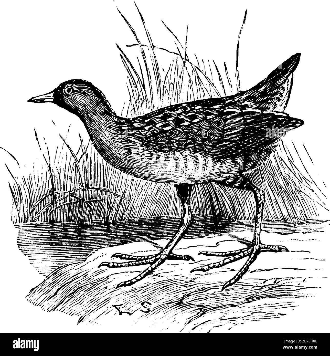 Sora Rail ist eine Art zahlreicher europäischer Vögel, Vintage-Linien-Zeichnung oder Gravier-Illustration. Stock Vektor