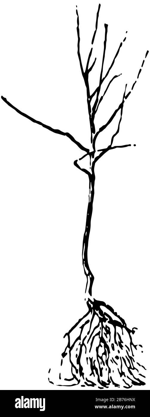 Diese Abbildung stellt Einen Unbeschnittenen Pfirsich dar, der vom Typ der Baumbeschnitt-, Vintage-Linien- oder Gravurzeichnung ist. Stock Vektor