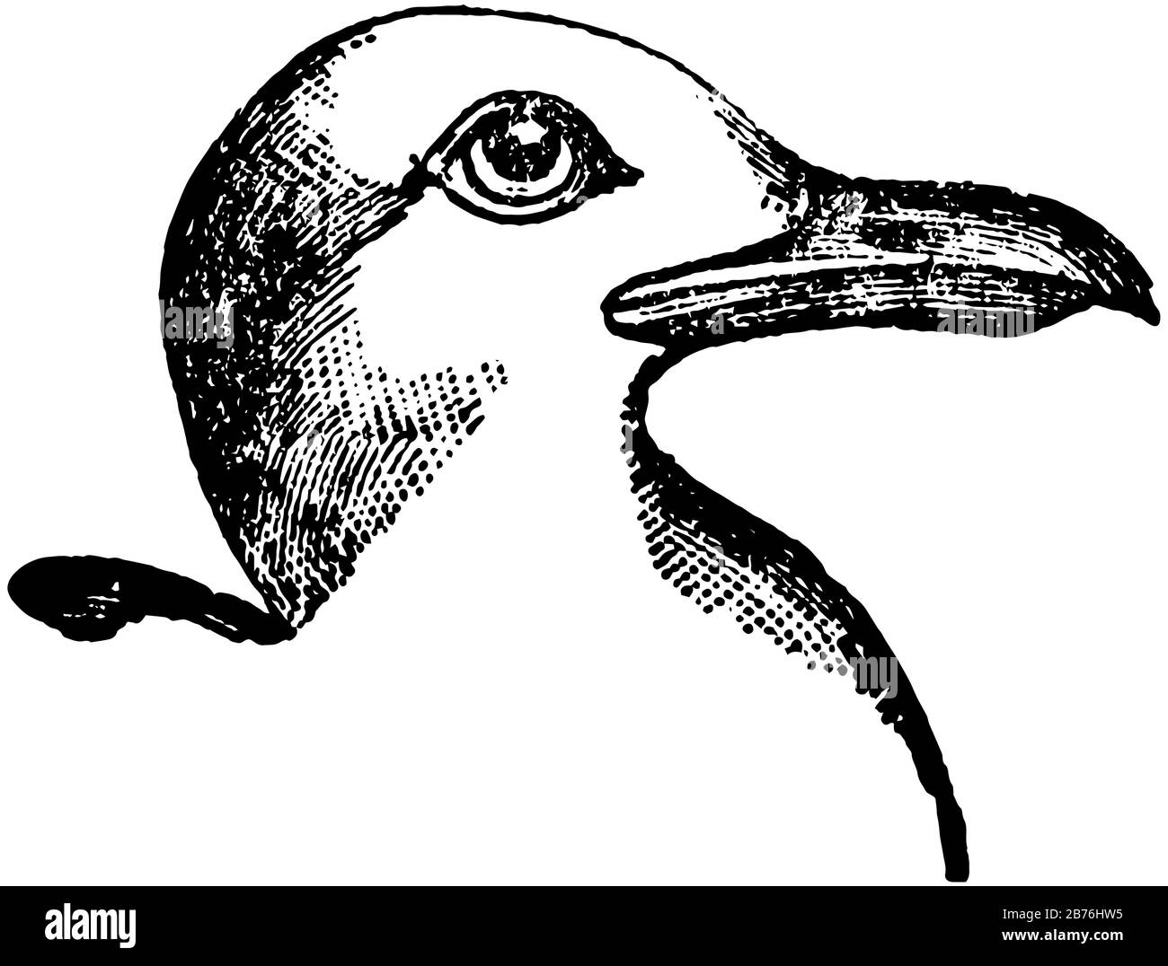 Kleine schwarze Gull Lebt in allen Teilen der Welt, in Vintage-Linien-Zeichnung oder in Gravurgravur. Stock Vektor