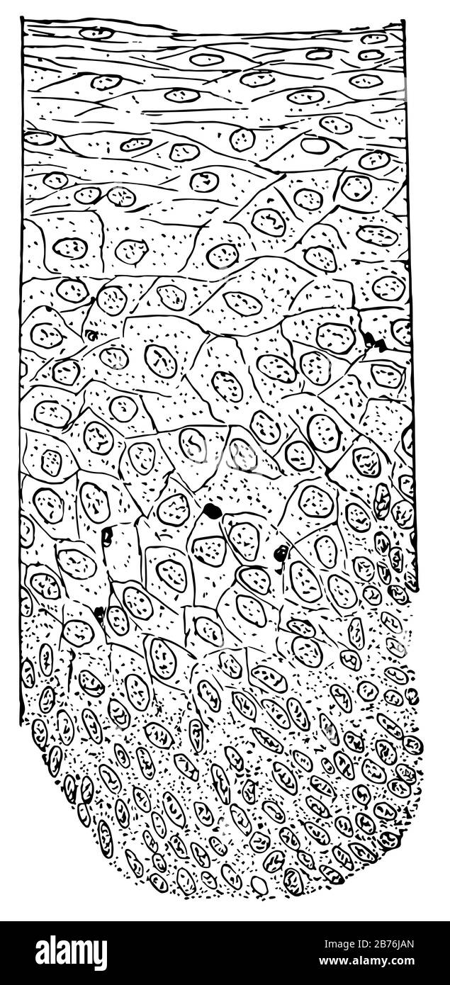 Diese Abbildung stellt den Querschnitt des Epithels, die Vintage-Linie oder die Gravurzeichnung dar. Stock Vektor