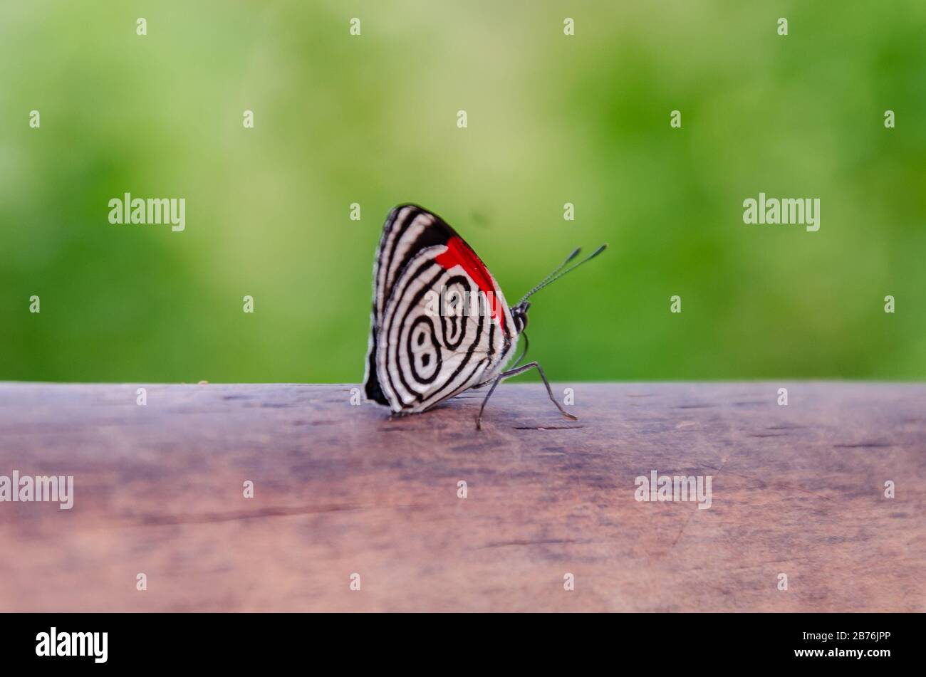 Weißer und schwarzer Schmetterling mit roter Diaethria anna thront auf einem Holzstück mit geringer Schärfentiefe und selektivem Fokus Stockfoto