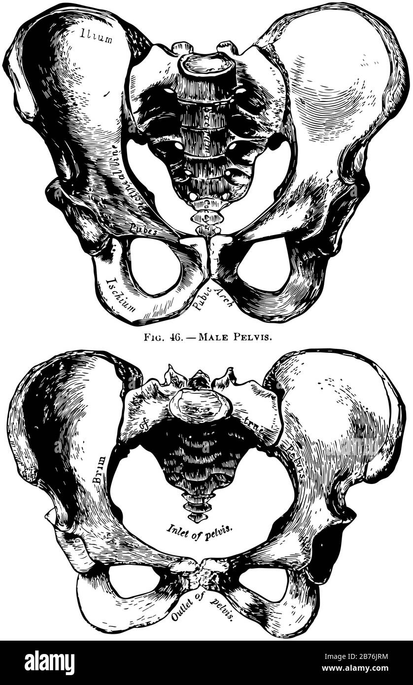 Diese Abbildung zeigt die Darstellung von menschlichem Becken, männlich und weiblich, Vintage-Linien-Zeichnung oder Gravur. Stock Vektor