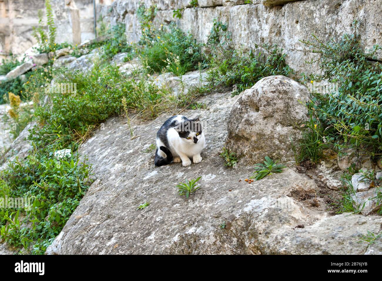 Eine sehr niedliche schwarz-weiße Katze sitzt unter den alten Ruinen und jagt Insekten in Matera, Italien. Stockfoto