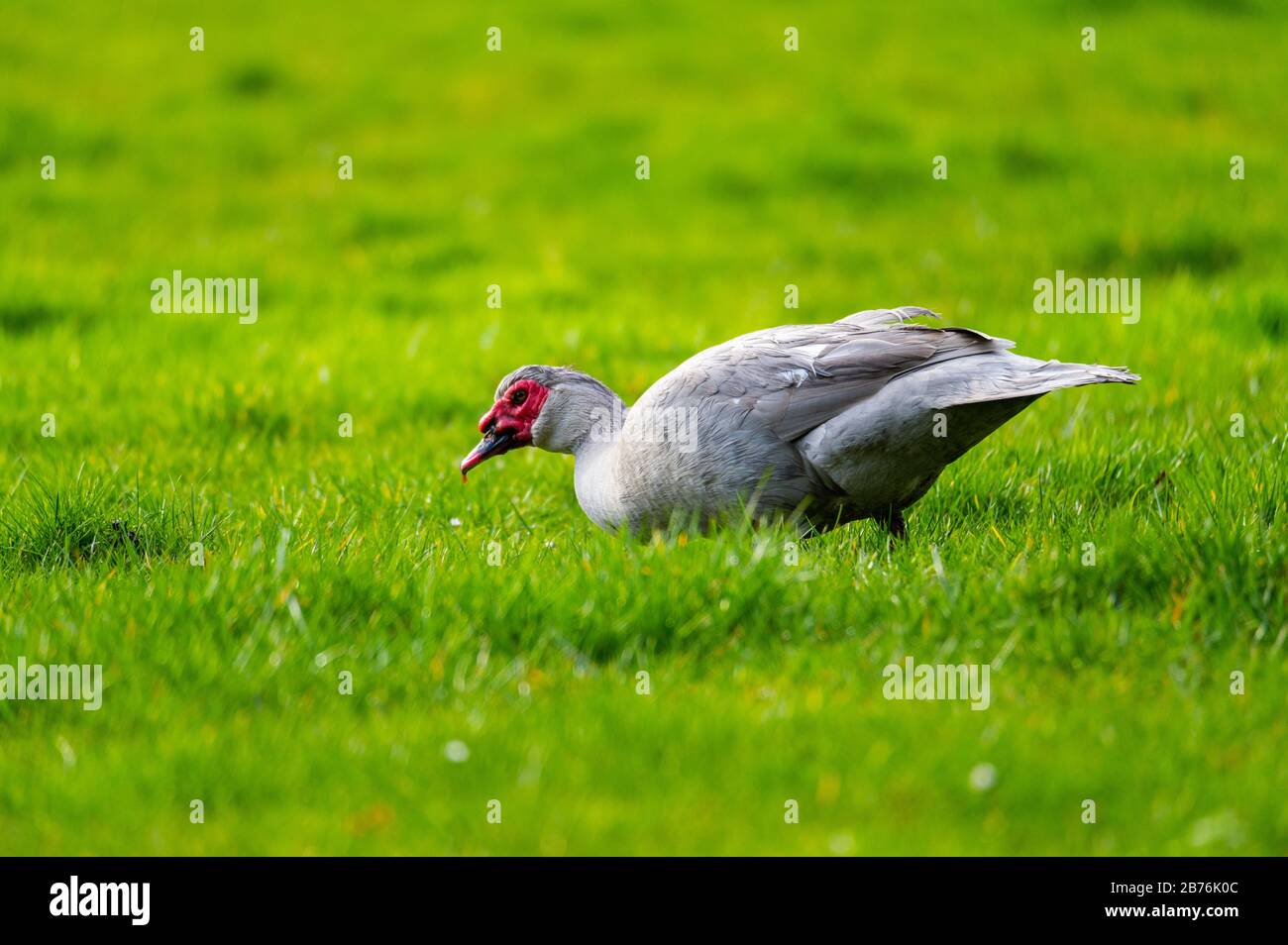 Eine warzige Ente sucht auf einer grünen Wiese nach Nahrung Stockfoto