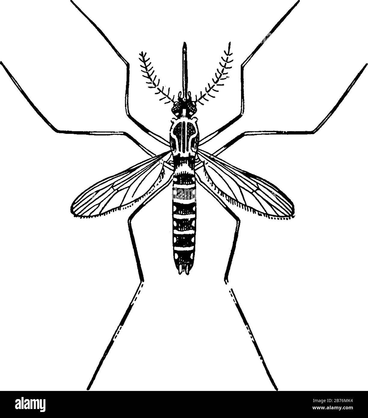 Sie haben einen schlanken segmentierten Körper, ein Paar Flügel, drei Paar lange haarähnliche Beine und saugen die Keime der Kranken und übertragen Keime auf gesunde. Stock Vektor
