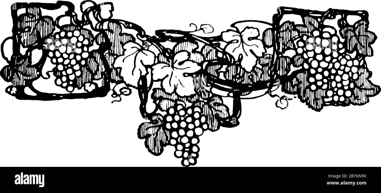 Obsttailpiece mit drei Trauben und großen Blättern, Vintage-Zeichnung oder Gravur. Stock Vektor