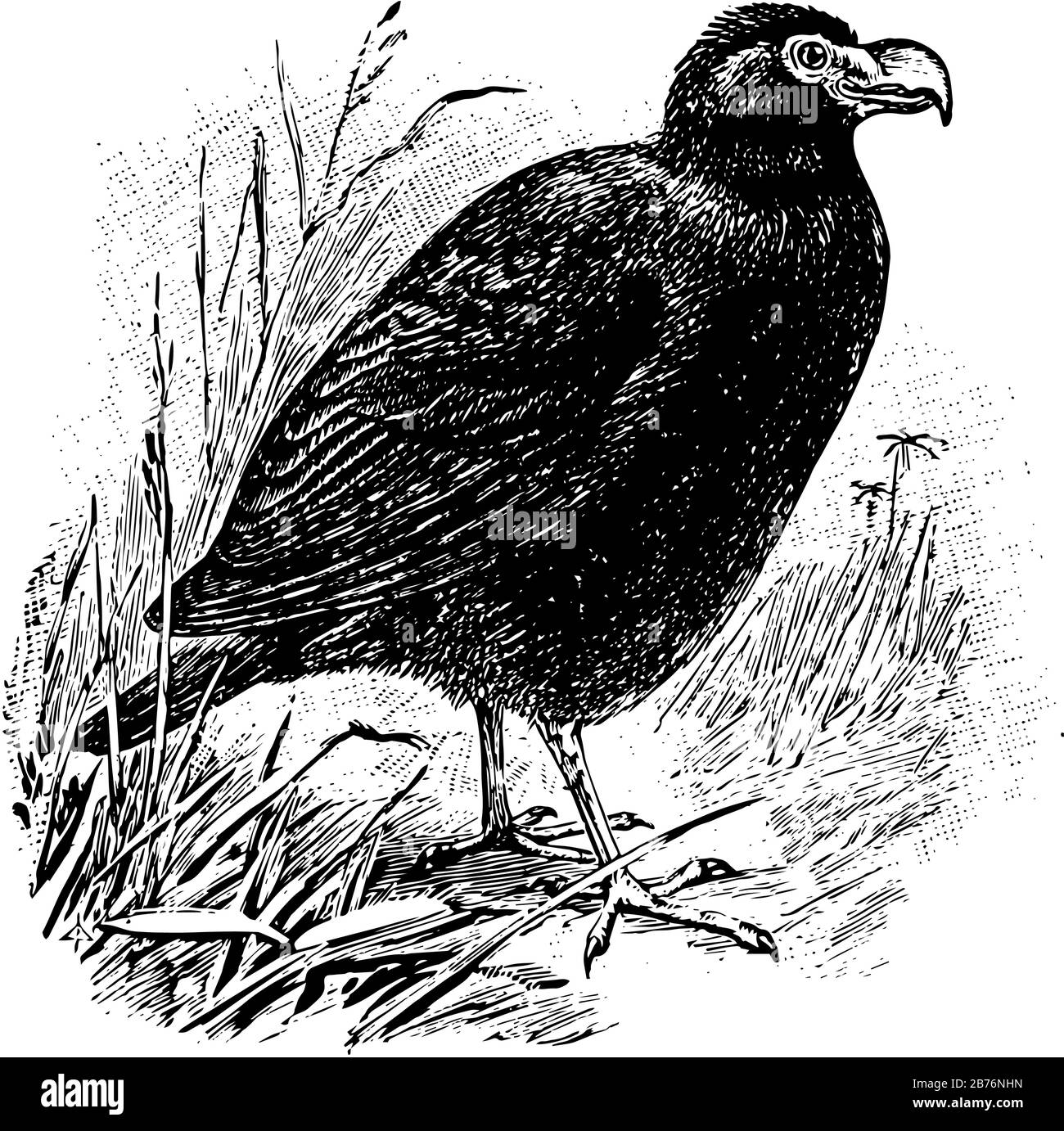 "Tooth Billed Pigeon" ist die Gesamtlänge etwa 14 Zoll, Vintage-Linien-Zeichnung oder Gravurzeichnung. Stock Vektor