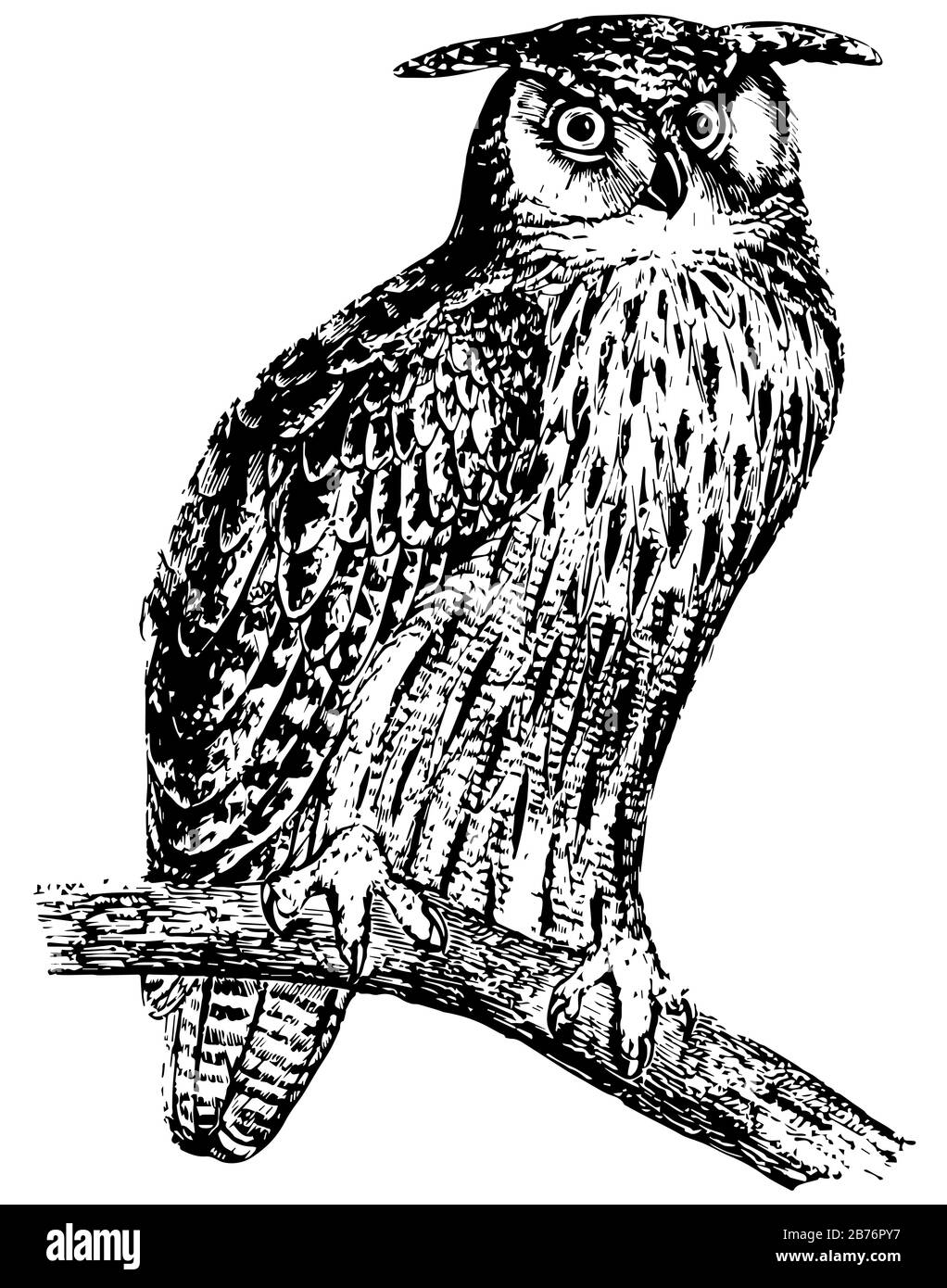 Great Horned Owl zeichnet sich durch zwei Büschel oder Hörner von Federn aus, die auf jeder Seite ihres Kopfes, Vintage-Line-Zeichnung oder Gravier-Illustration platziert sind. Stock Vektor