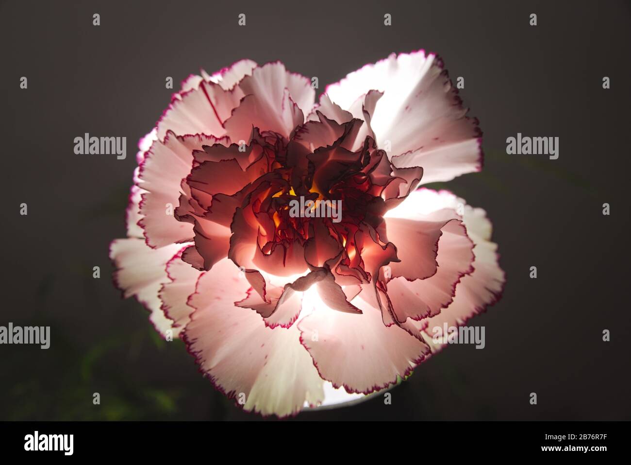 Pink Carnation Flower mit Hintergrundbeleuchtung leuchtet im Dunkeln Stockfoto