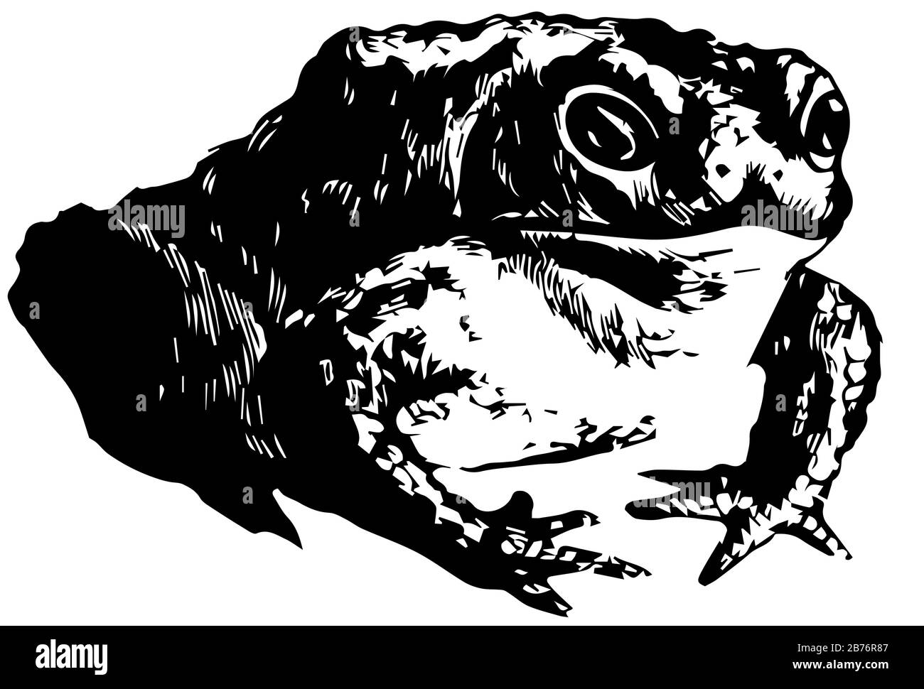 Gewöhnlicher Toad, der den Fröschen ähnelt, aber im Allgemeinen eher squat und sitzend ist, Vintage-Linien-Zeichnung oder Gravier-Illustration. Stock Vektor