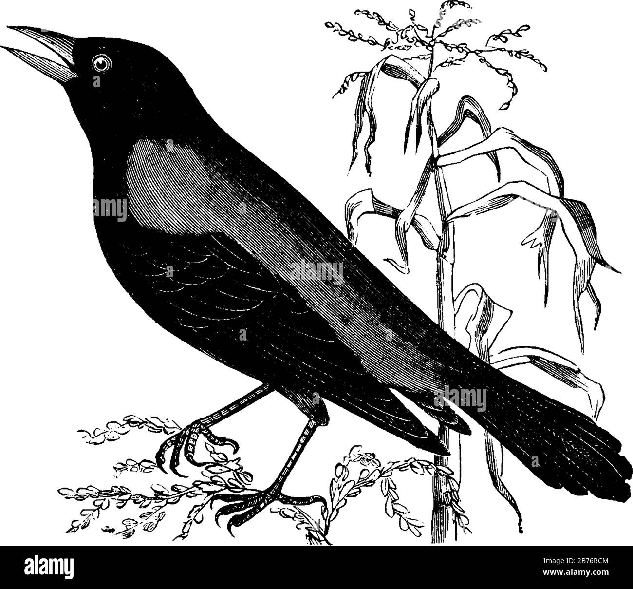 Rostige Crow Blackbird lebt in der gleichen Region, in Vintage-Linien-Zeichnungen oder in Gravurgravuren. Stock Vektor