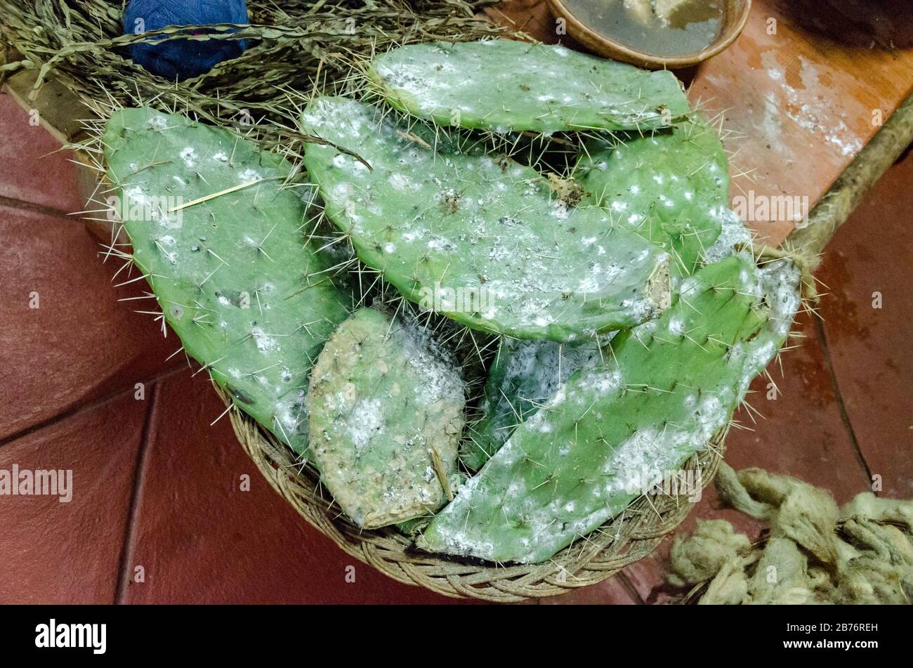 monstera minima standort Monstera minima kaufen main image 0