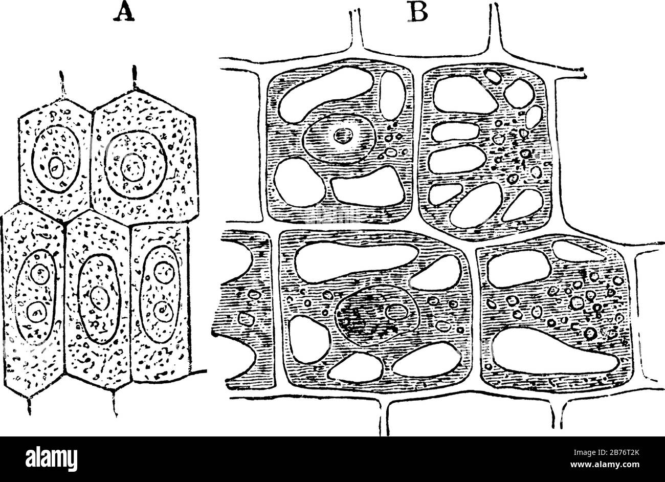 Etiketten: A, junge Gemüsezelle, die Zellhöhle zeigt; B, eine ältere Zelle  derselben Pflanze, die Zellulose-Wand und Vakuolierung von Protoplasma,  Vint zeigt Stock-Vektorgrafik - Alamy