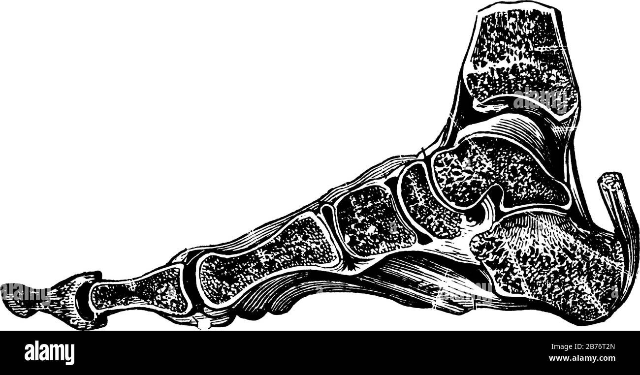 Eine typische Darstellung des Abschnittes durch Knochen und Bänder des Fußes. Die Teile der Gelenke sind gut dargestellt, Vintage-Linien-Zeichnung oder e Stock Vektor